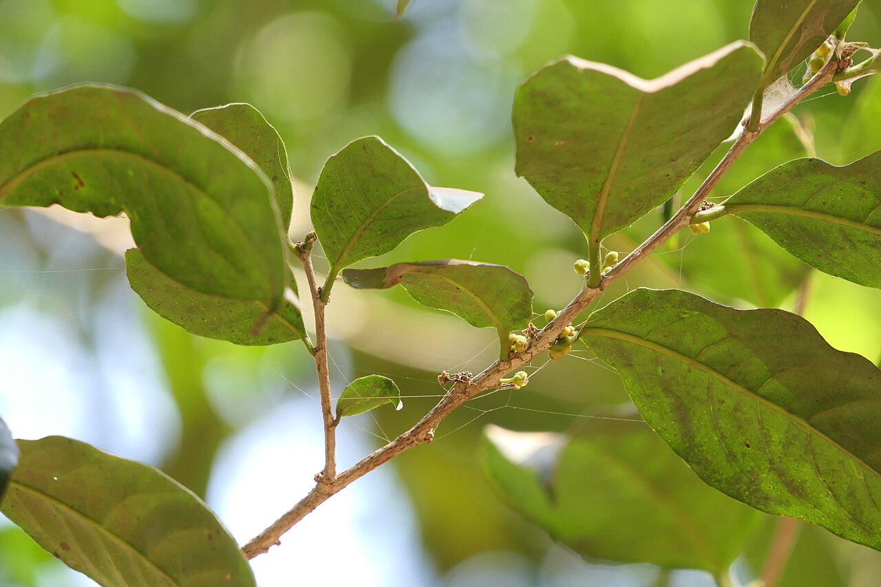 Casearia zeylanica: Casearia zeylanica (Gaertn.) Thwaites