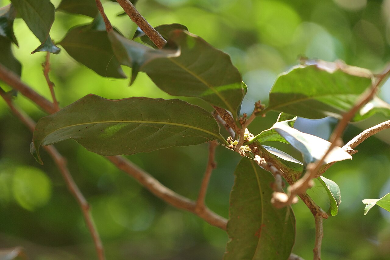 Casearia zeylanica: Casearia zeylanica (Gaertn.) Thwaites