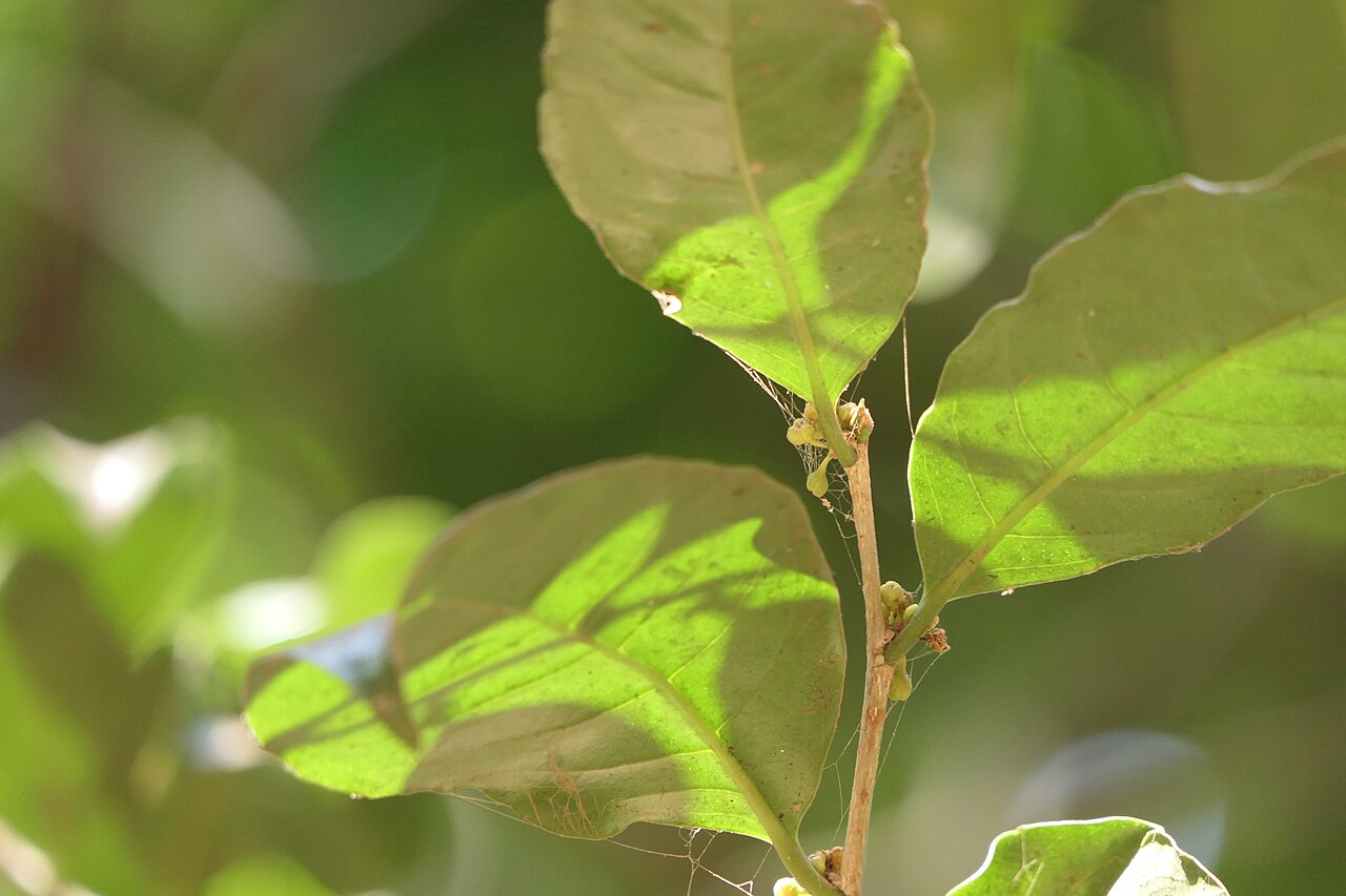 Casearia zeylanica: Casearia zeylanica (Gaertn.) Thwaites
