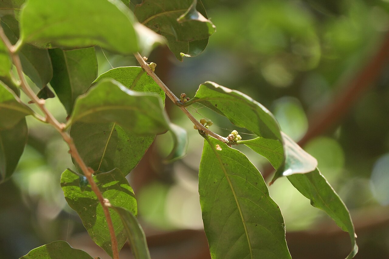 Casearia zeylanica: Casearia zeylanica (Gaertn.) Thwaites