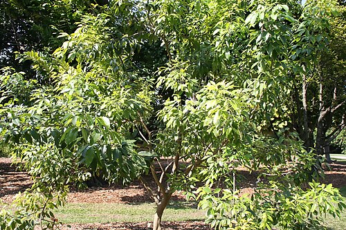 White sapote: Location taken: Fairchild Tropical Botanic Garden, Miami, FL USA. Names: Casimiroa edulis 'Smathers' , Stirrup shell, White Sapot Classification: Plantae > Trac