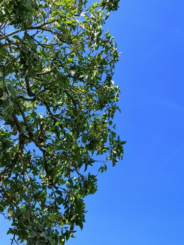 White sapote (Casimiroa edulis)