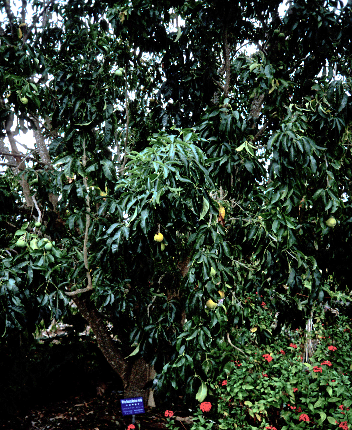 White sapote: Casimiroa edulis (habit). Location: Maui, Enchanting Floral Gardens of Kula