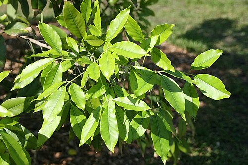 White sapote: Location taken: Fairchild Tropical Botanic Garden, Miami, FL USA. Names: Casimiroa edulis 'Smathers' , Stirrup shell, White Sapot Classification: Plantae > Trac
