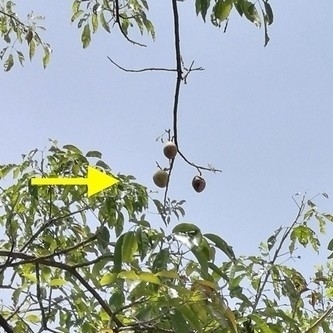 White sapote (Casimiroa edulis)