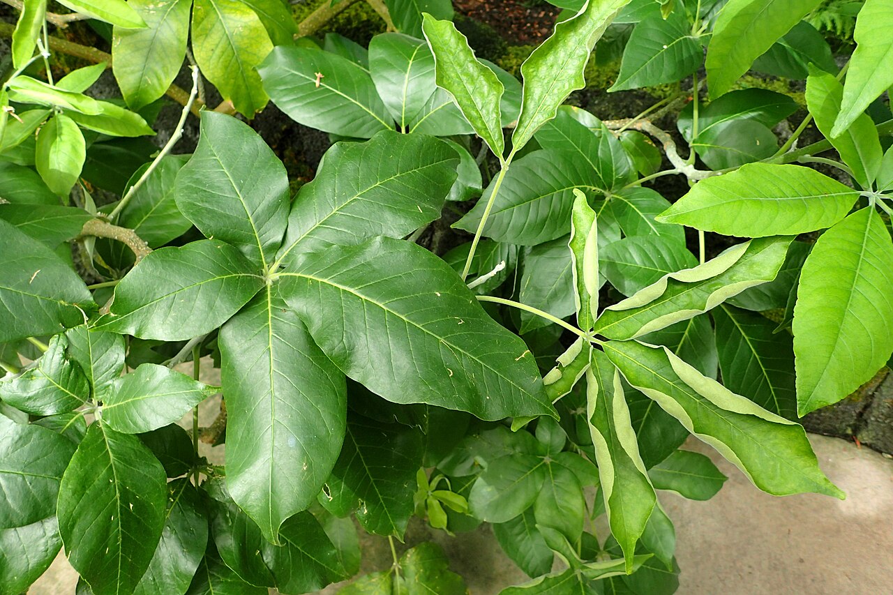 Matasano: Casimiroa tetrameria at the New York Botanical Garden