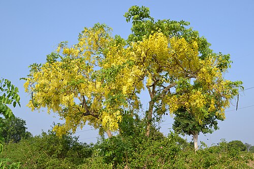 Golden shower: Indian Laburnum- a member of the Leguminosae family. Taken in Kanakpura road, Bangalore April 2014