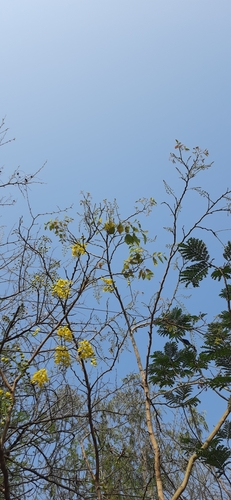 Golden shower (Cassia fistula)