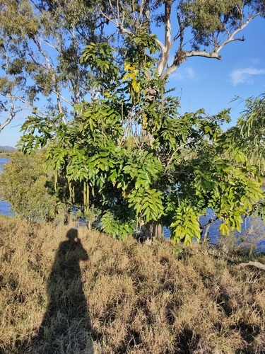 Golden shower (Cassia fistula)