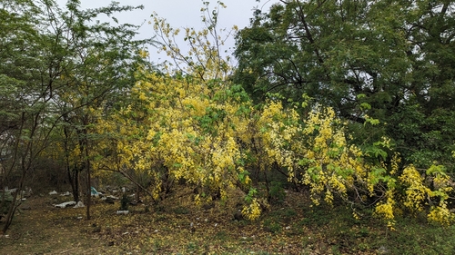 Golden shower (Cassia fistula)