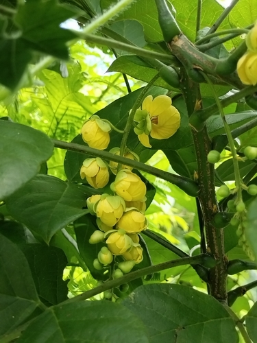 Golden shower (Cassia fistula)