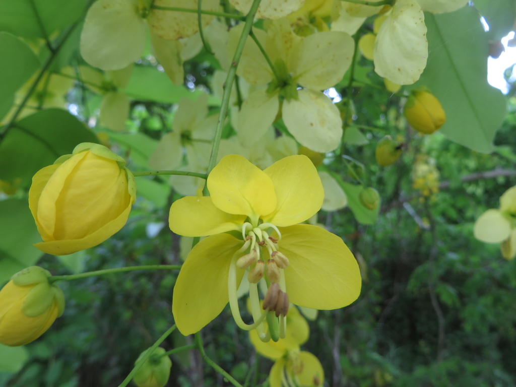 Golden shower (Cassia fistula)
