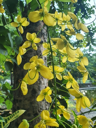 Golden shower (Cassia fistula)