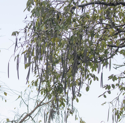 Golden shower (Cassia fistula)