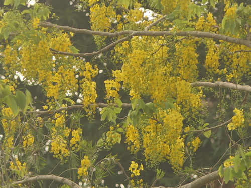 Golden shower (Cassia fistula)