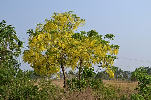 Golden shower: Indian Laburnum- a member of the Leguminosae family. Taken in Kanakpura road, Bangalore April 2014