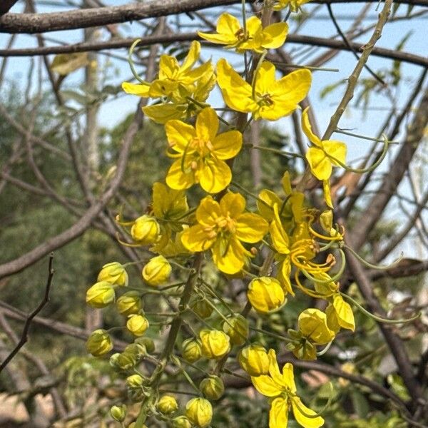 Cassia sieberiana (Cassia sieberiana)