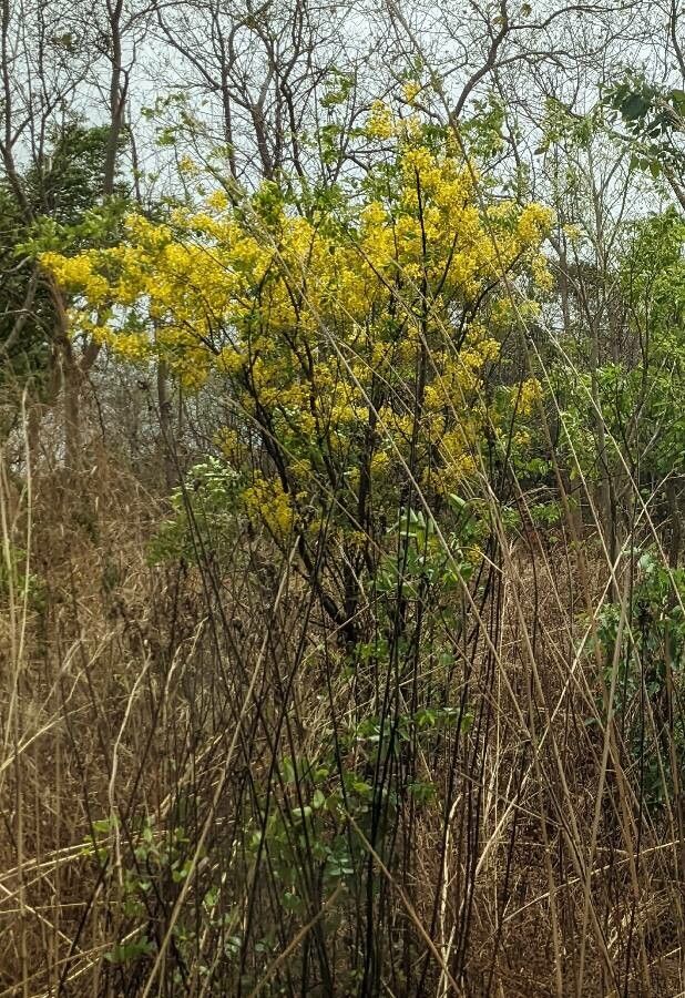 Cassia sieberiana (Cassia sieberiana)