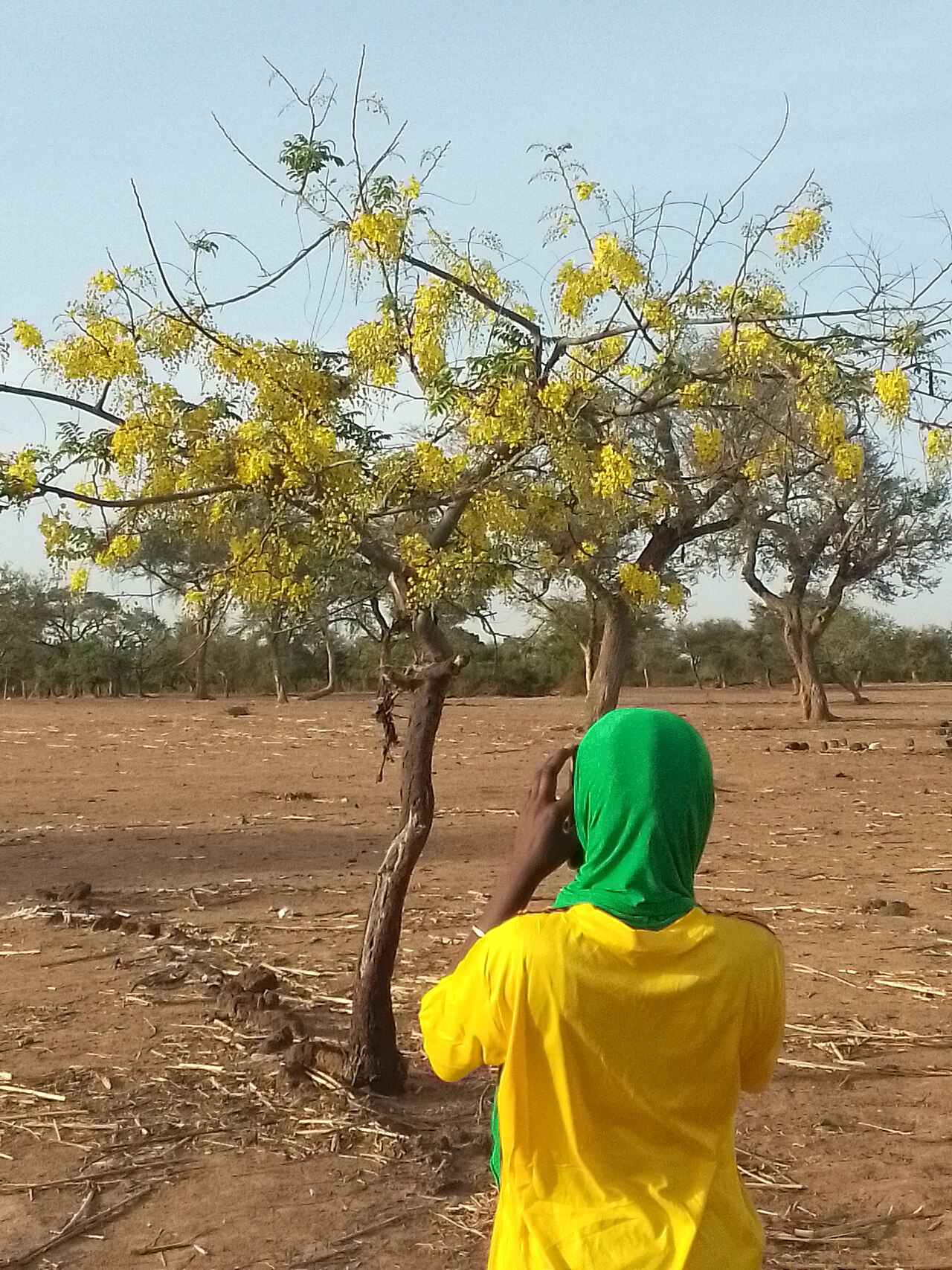 Cassia sieberiana: This is an image with the theme " Rites and Rituals " from: