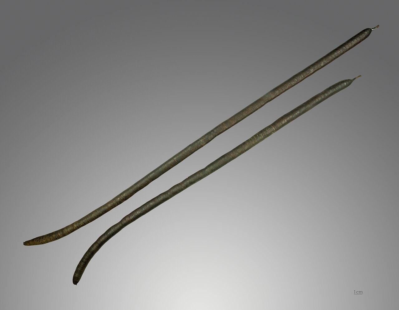 Cassia sieberiana: Cassia sieberiana , Fruits