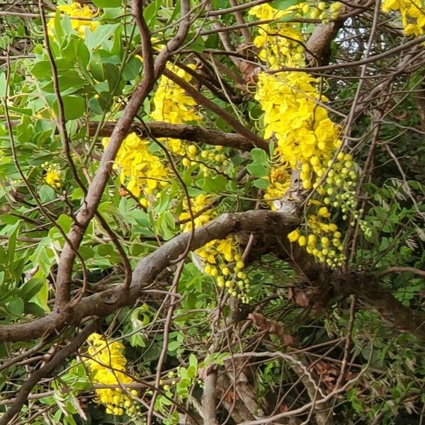 Cassia sieberiana (Cassia sieberiana)
