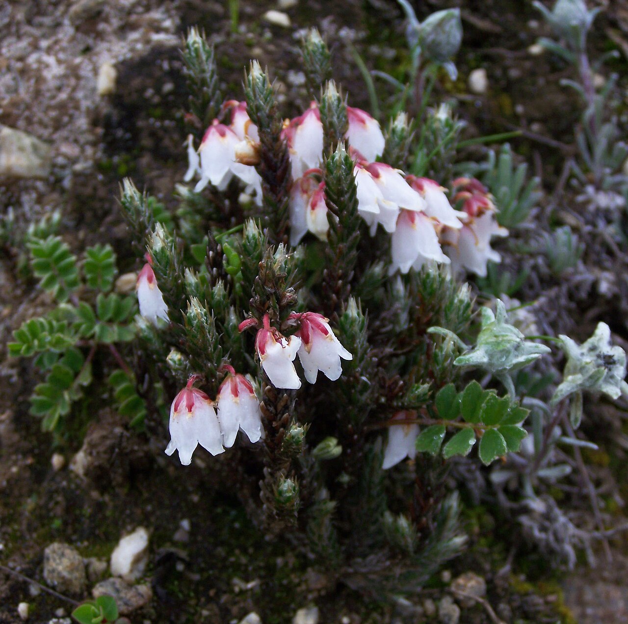 Cassiope fastigiata: See User:Woudloper/Himalayan flora . Cassiope fastigiata (Himalayan Heather). July, 4300 m, near Machherma, Khumbu region, Nepal.