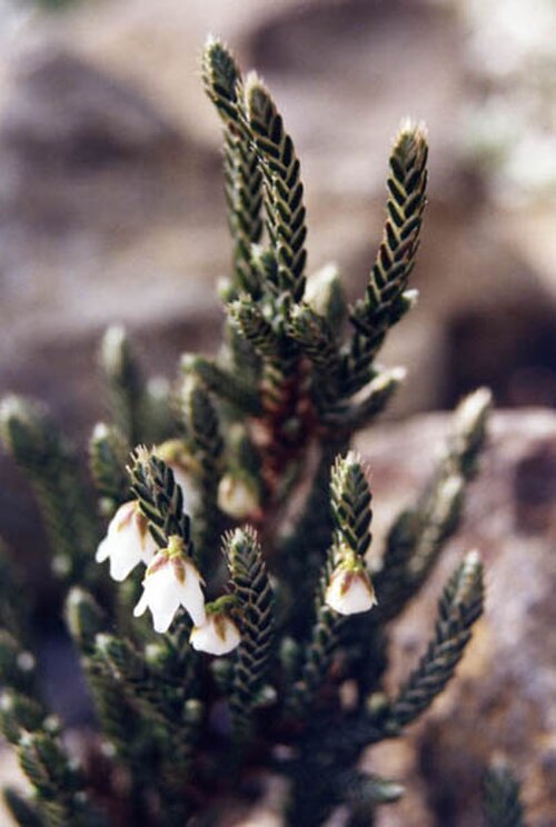 Cassiope fastigiata: Cassiope fastigiata