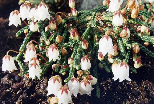 Clubmoss cassiope: Cassiope lycopodioides 'Beatrice Lilley'