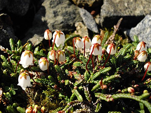 Clubmoss cassiope: Cassiope lycopodioides 'Jim Lever'