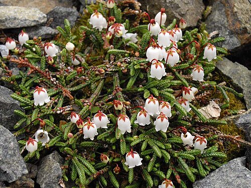 Clubmoss cassiope: Cassiope lycopodioides 'Jim Lever'