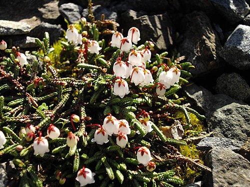Clubmoss cassiope: Cassiope lycopodioides 'Jim Lever'