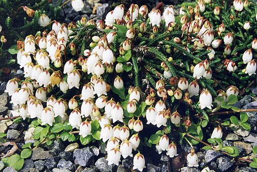 Clubmoss cassiope: Cassiope lycopodioides 'Beatrice Lilley'