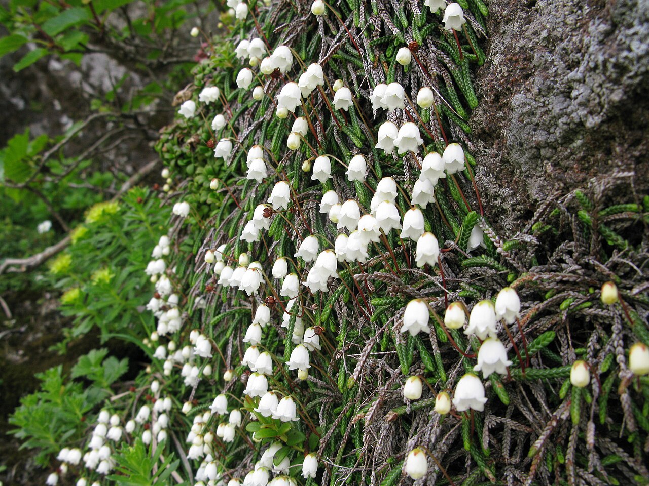Clubmoss cassiope: Cassiope lycopodioides , Mount Chōkai, Yamagata pref., Japan