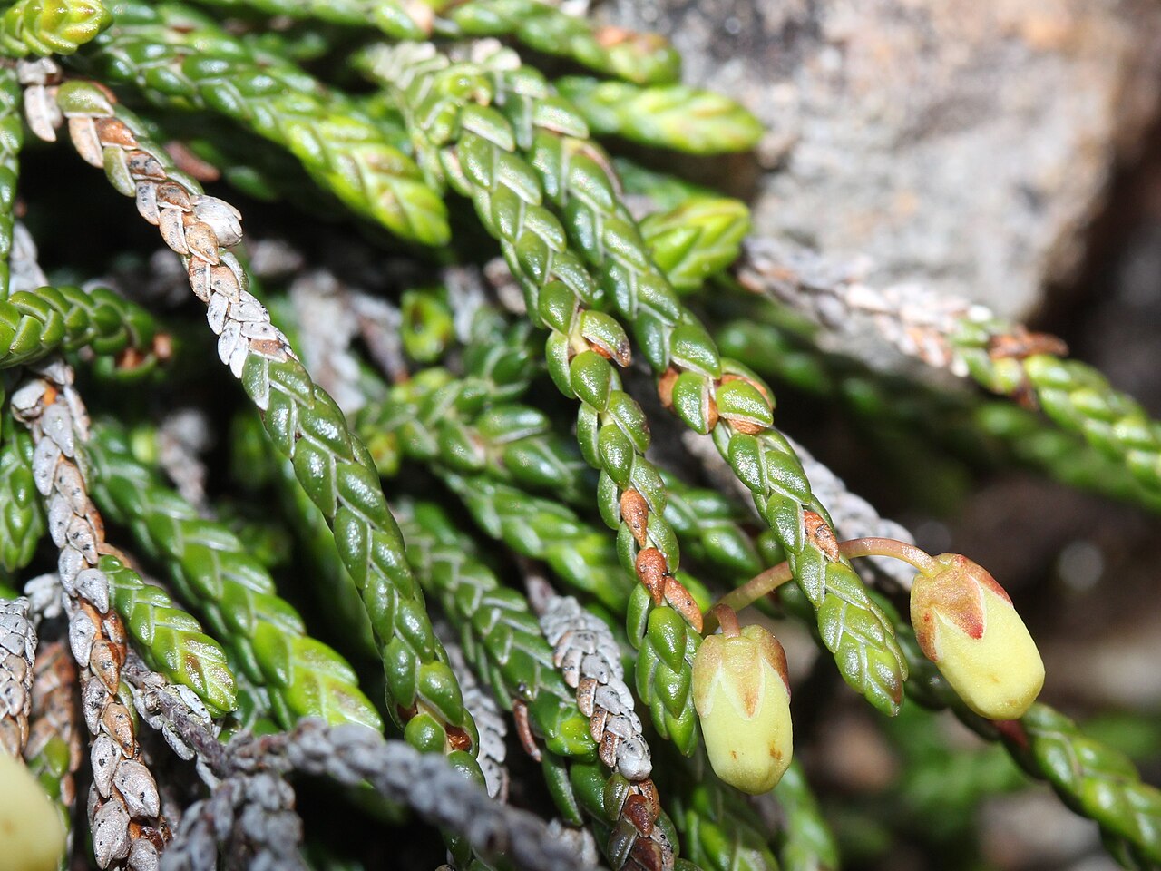 Clubmoss cassiope: Cassiope lycopodioides in Mount Yake, Hida Mountains, Takayama, Gifu prefecture, Japan.