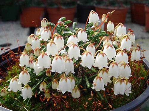 Clubmoss cassiope: Cassiope lycopodioides 'Jim Lever'