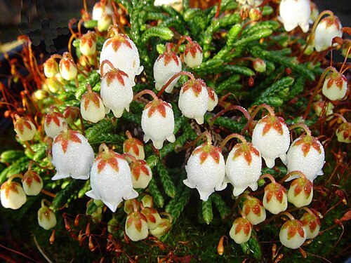 Clubmoss cassiope: Cassiope lycopodioides 'Jim Lever'