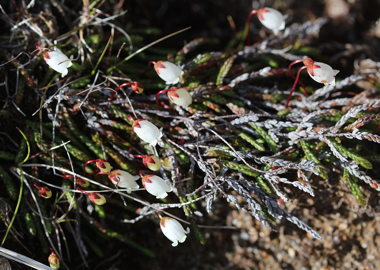 Clubmoss cassiope: Cassiope lycopodioides in Mount Yake, Hida Mountains, Takayama, Gifu prefecture, Japan.