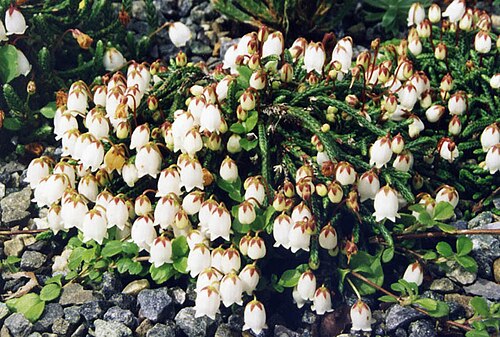 Clubmoss cassiope: Cassiope lycopodioides 'Beatrice Lilley'