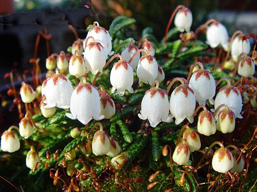 Clubmoss cassiope: Cassiope lycopodioides 'Jim Lever'