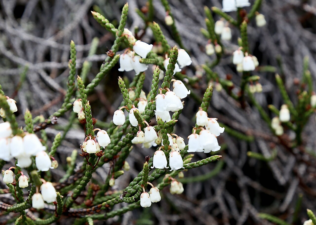 Cassiope redowskii: Amut lake, Solnechny District, Khabarovsk Krai, the Russian Far East.