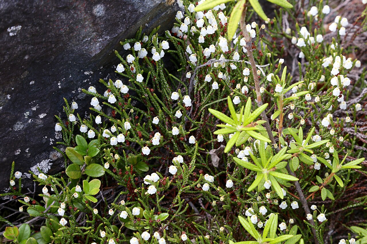 Cassiope redowskii: Amut lake. Solnechny District in Khabarovsk Krai, The Russian Far East.