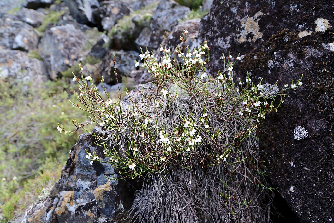Cassiope redowskii: Amut lake. Solnechny District in Khabarovsk Krai, The Russian Far East.