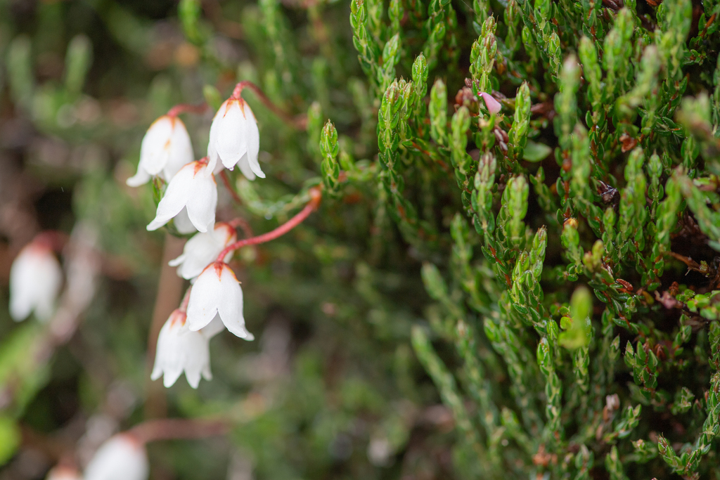 Cassiope selaginoides (Cassiope selaginoides)