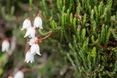Cassiope selaginoides (Cassiope selaginoides)