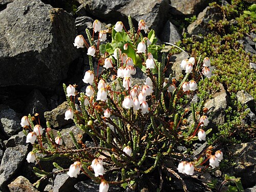 Cassiope selaginoides: Cassiope selaginoides