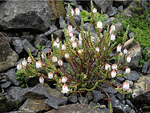 Cassiope selaginoides: Cassiope selaginoides