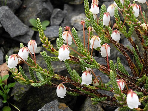 Cassiope selaginoides: Cassiope selaginoides