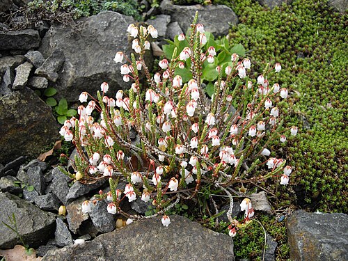 Cassiope selaginoides: Cassiope selaginoides