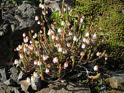 Cassiope selaginoides: Cassiope selaginoides