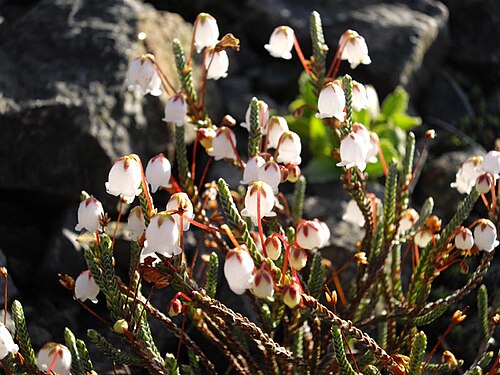 Cassiope selaginoides: Cassiope selaginoides